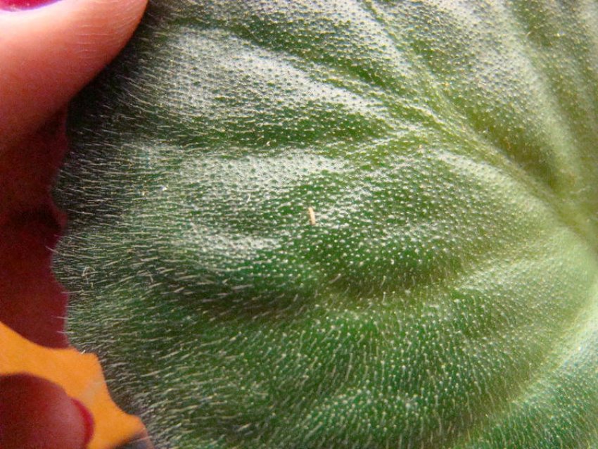 Білокрилка Білокрилка