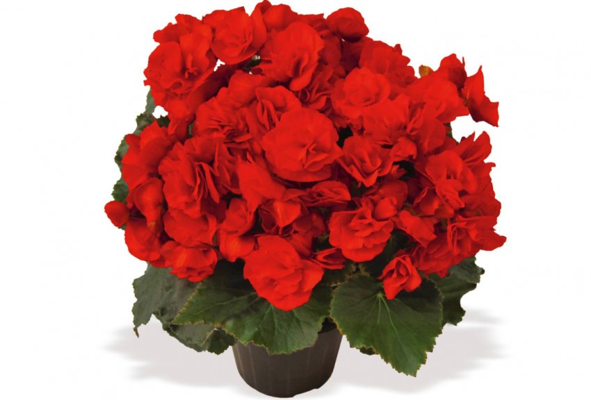 Вибір горщика Вибір горщика