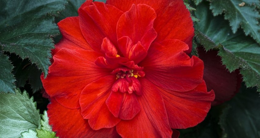 Бегонія червона Бегонія червона