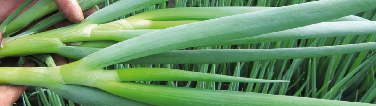 Пересадка і подальший догляд за цибулею батун