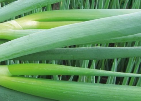 Пересадка и дальнейший уход за луком батун