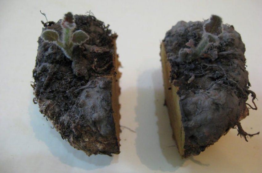 Розмноження поділом бульби Розмноження поділом бульби