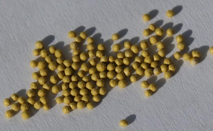 Насіння бегонії Насіння бегонії