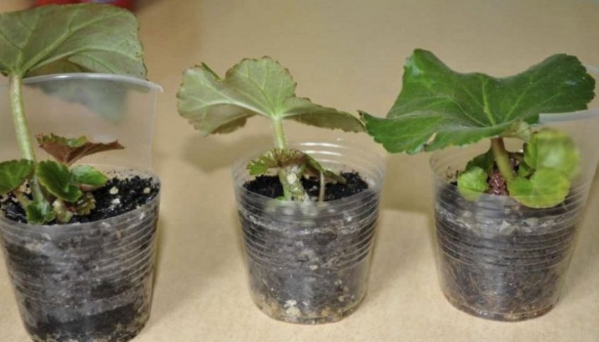 Розмноження листом Розмноження листом