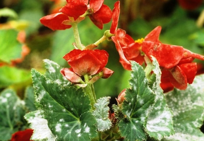 Борошниста роса Борошниста роса