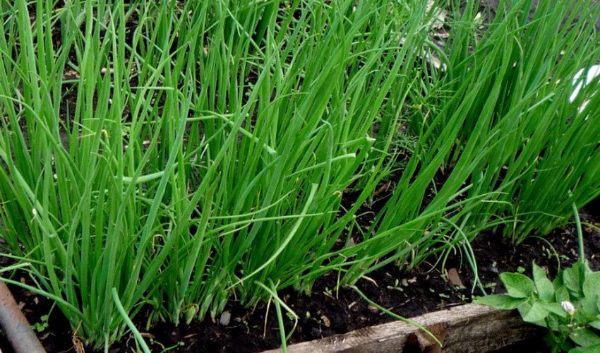 Цибуля батун Цибуля батун