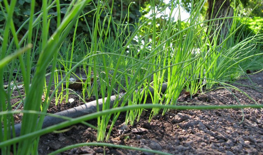 Цибуля батун Цибуля батун