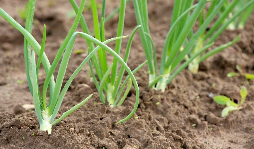 Цибуля батун Цибуля батун