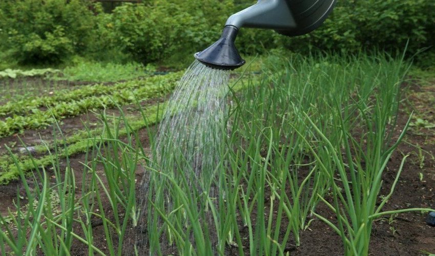 Полив цибулі Полив цибулі