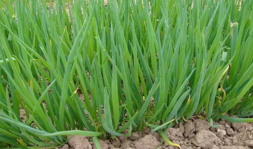 Цибуля батун Цибуля батун