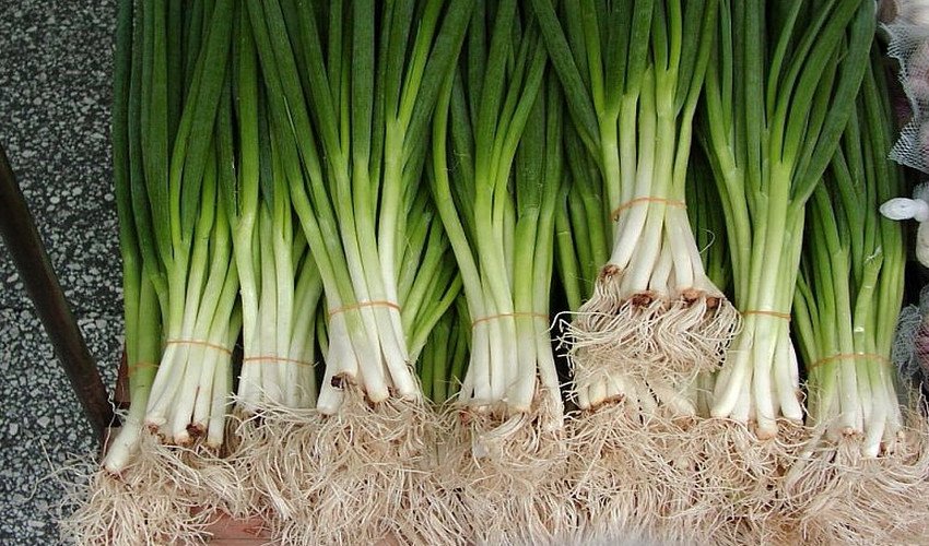 Цибуля батун Цибуля батун