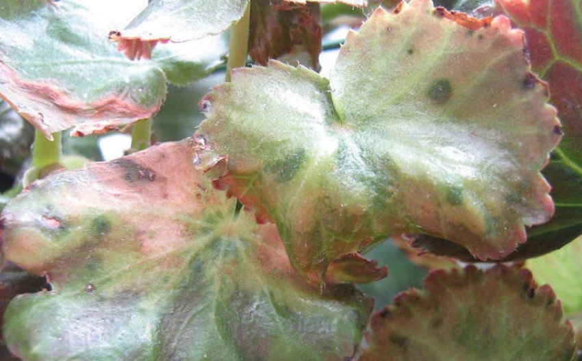 Бактеріальна плямистість Бактеріальна плямистість