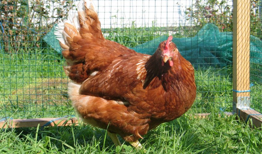 Комбікорм для курей Комбікорм для курей