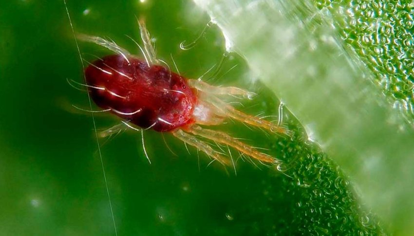 Павутинний кліщ Павутинний кліщ