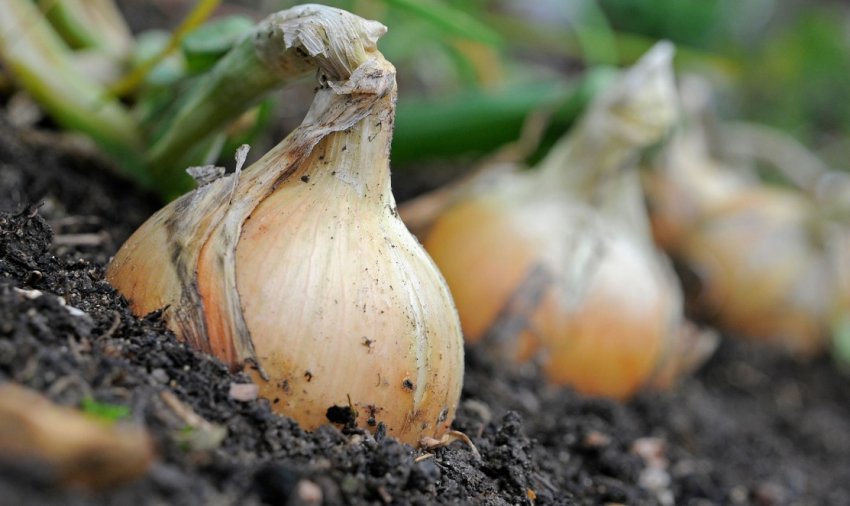 Эксибишен Эксибишен