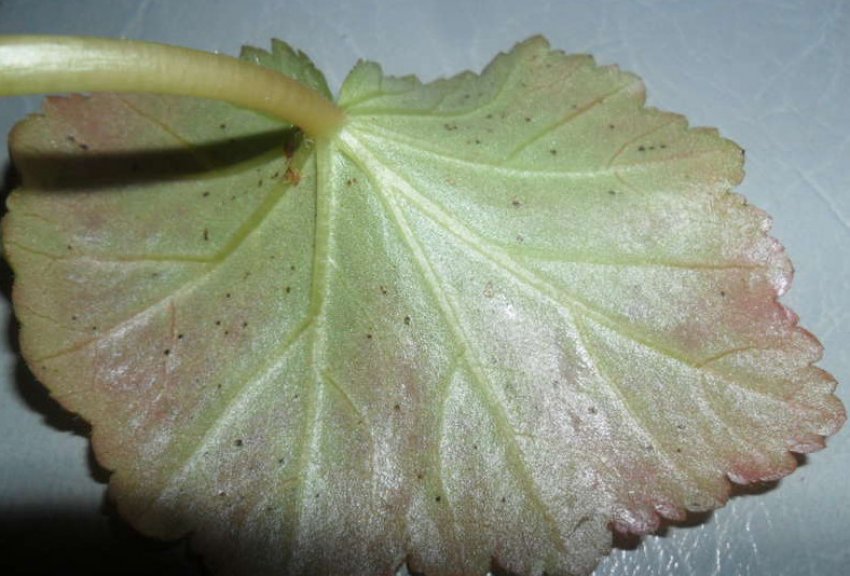 Почему у герани скручиваются листья что делать