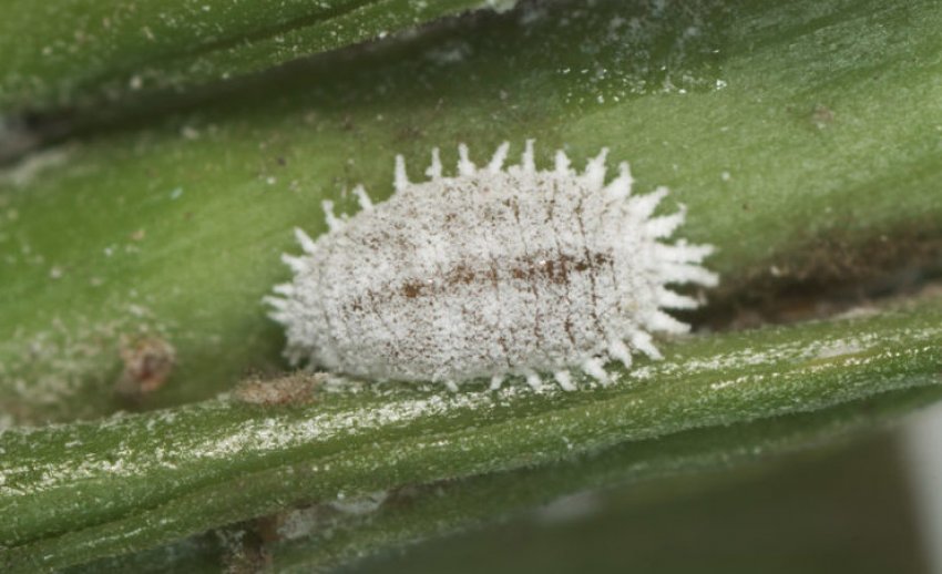 Борошнистий червець Борошнистий червець