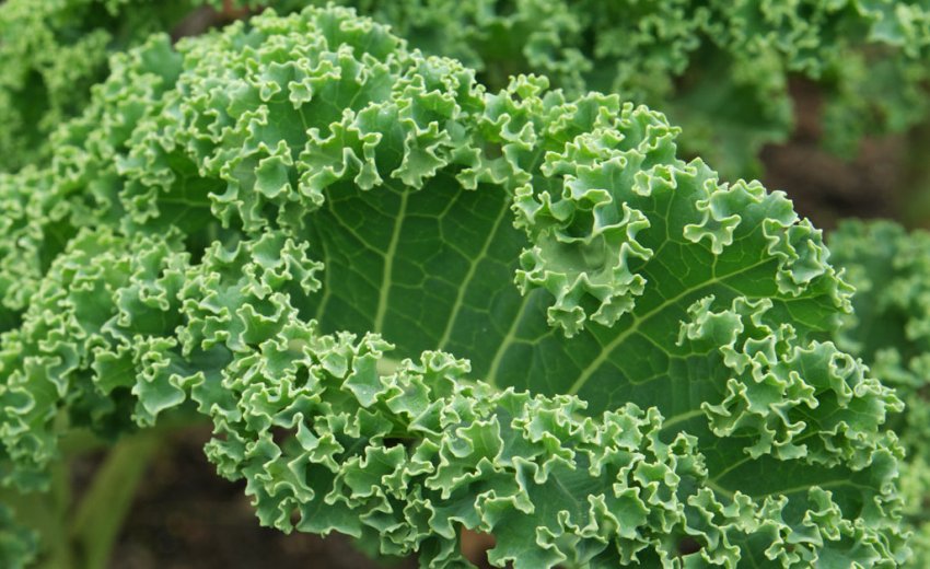 Brassica oleracea f. silvestris L Brassica oleracea f. silvestris L