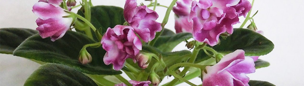 Фиалка Волшебный Тюльпан: выращивание и уход в домашних условиях