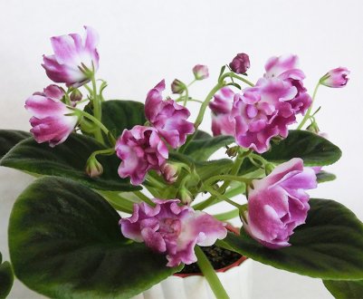 Фіалка Чарівний Тюльпан: вирощування і догляд в домашніх умовах