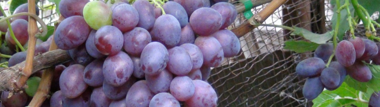 Особенности сорта винограда Воевода