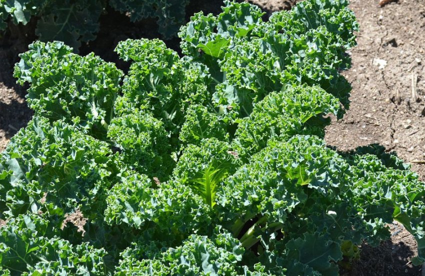 Кормова капуста Кормова капуста