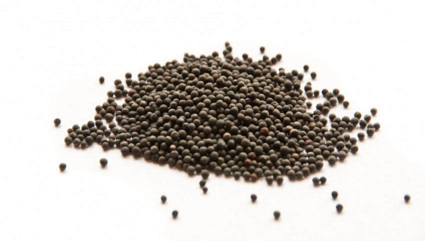 Насіння капусти Насіння капусти