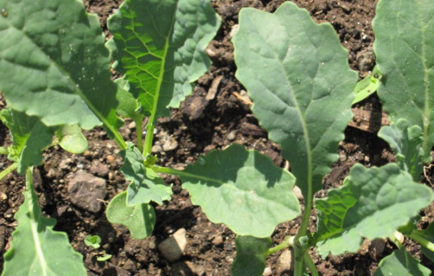 Розсада капусти Розсада капусти