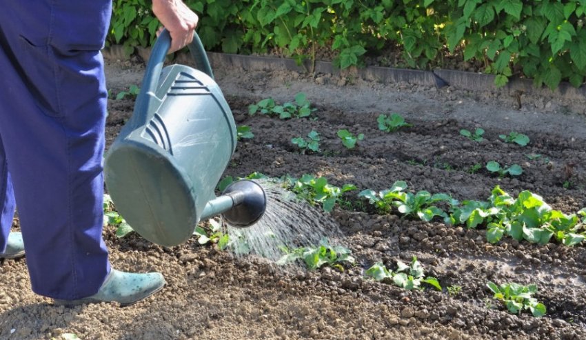 Полив капусти Полив капусти