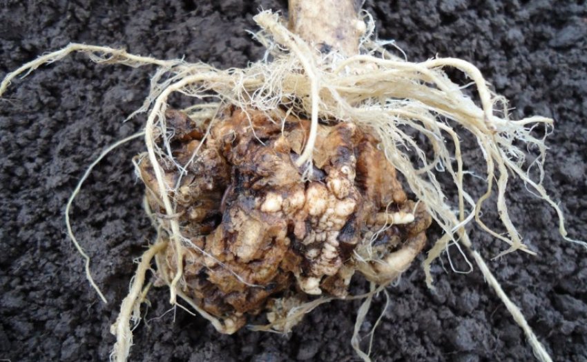 Кила капусти Кила капусти