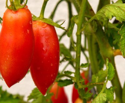 Томат Красень F1: опис, особливості вирощування сорту
