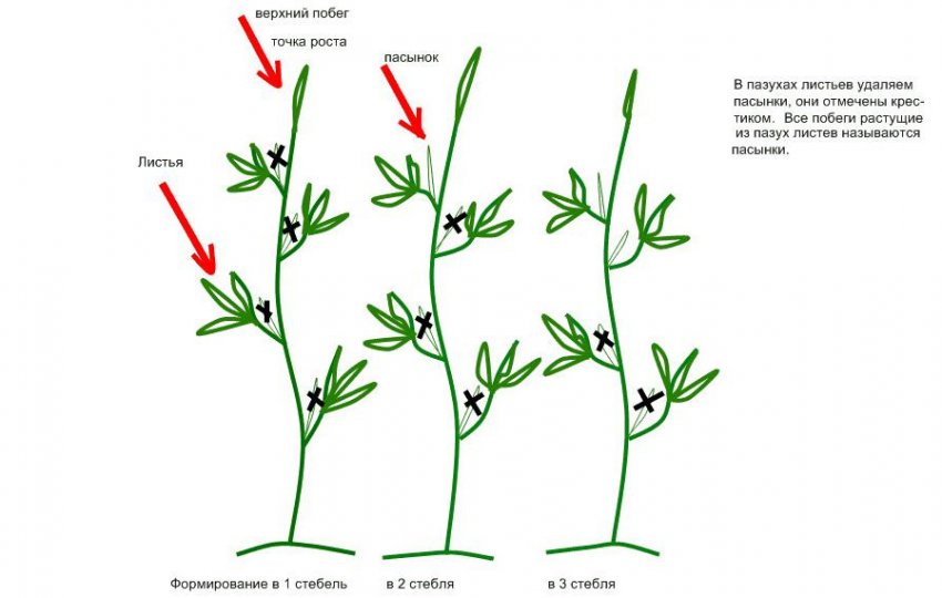 Схема формування томатів