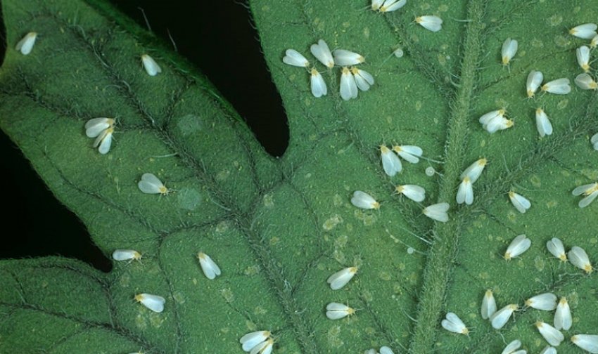 Білокрилка