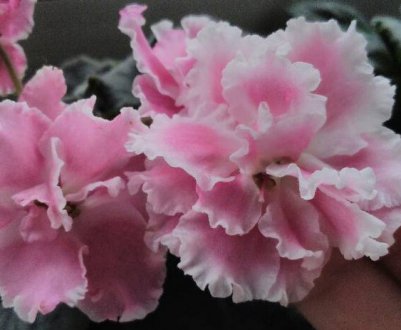 Фіалка Рожева Акварель: посадка і догляд в домашніх умовах