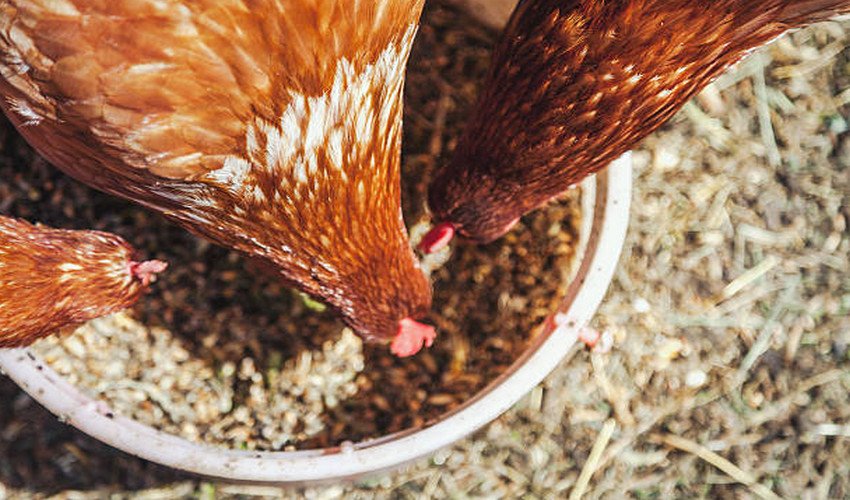 Комбікорм для курей Комбікорм для курей