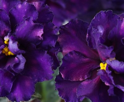 Фіалка Шансон: як доглядати в домашніх умовах