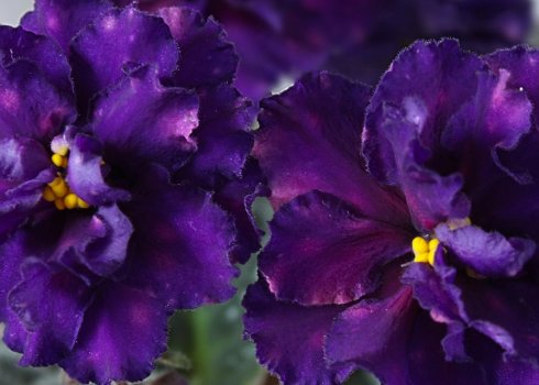 Фіалка Шансон: як доглядати в домашніх умовах