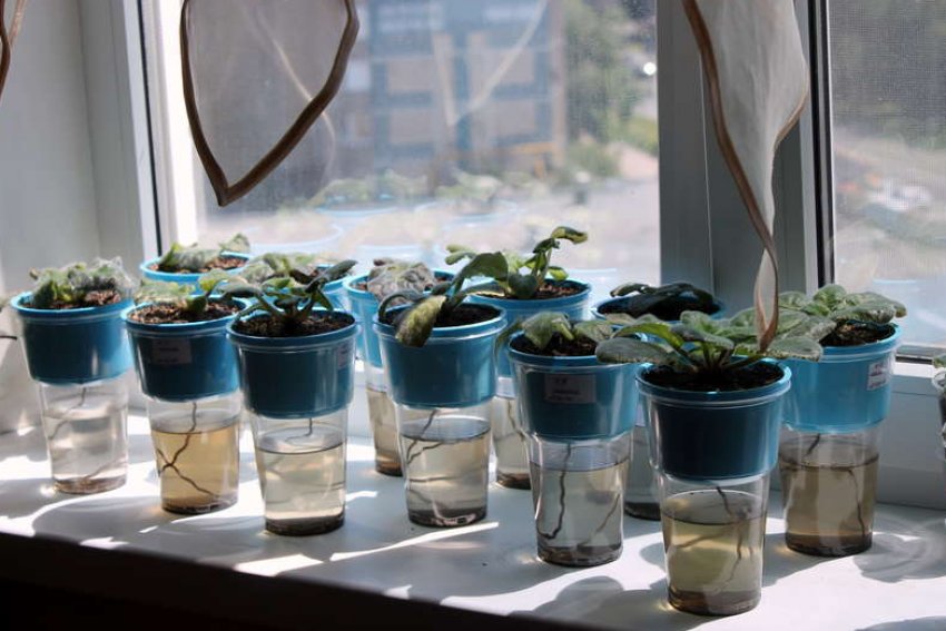 Полив фіалок