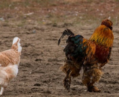 Кохінхіни (порода курей): опис, особливості розведення в домашніх умовах