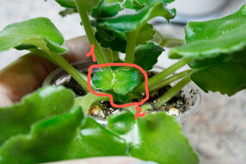 Розмноження фіалки пасинками