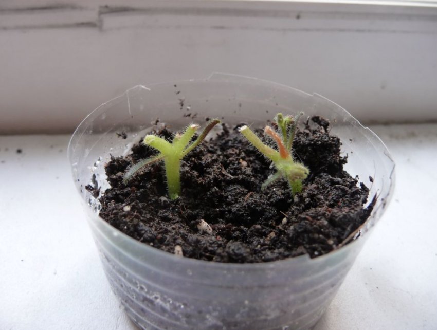 Розмноження фіалок квітконосом