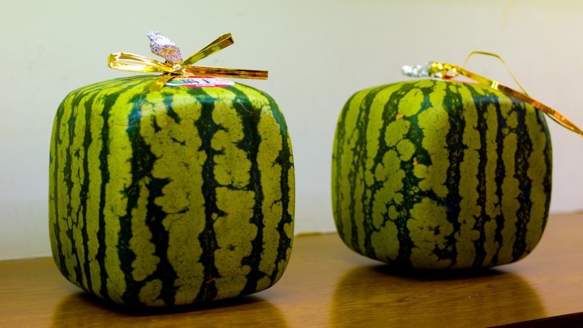 Квадратний кавун