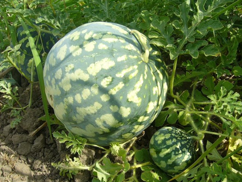 Астраханський