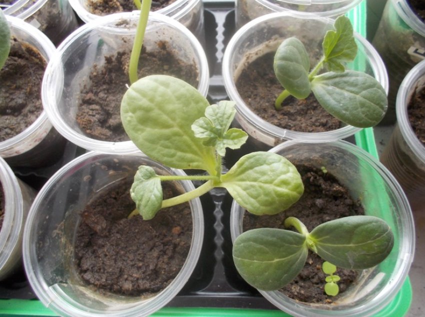 Розсада кавуна