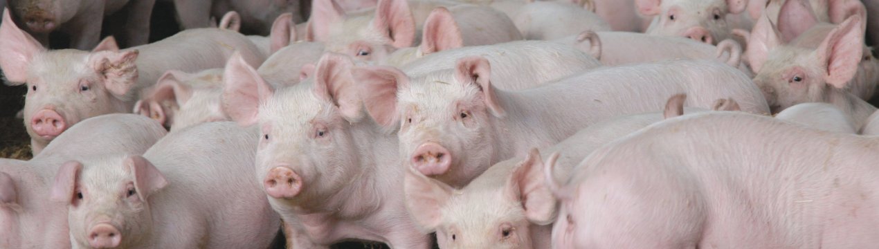 Волгоградські фермери отримають корів і кіз за вбивство свиней