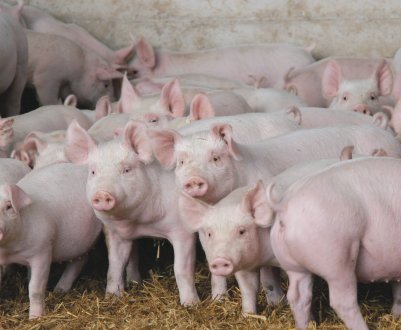 Волгоградські фермери отримають корів і кіз за вбивство свиней