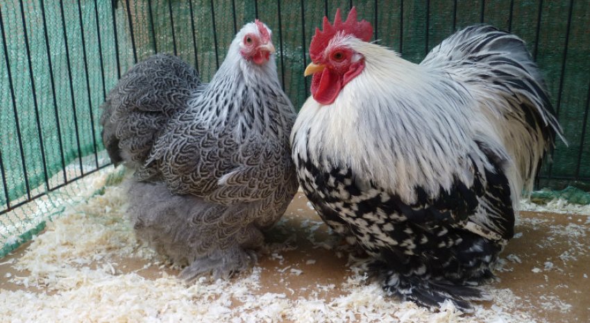 карликовий Кохінхіни карликовий Кохінхіни