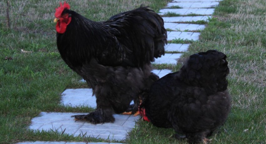 Кохінхіни чорний Кохінхіни чорний