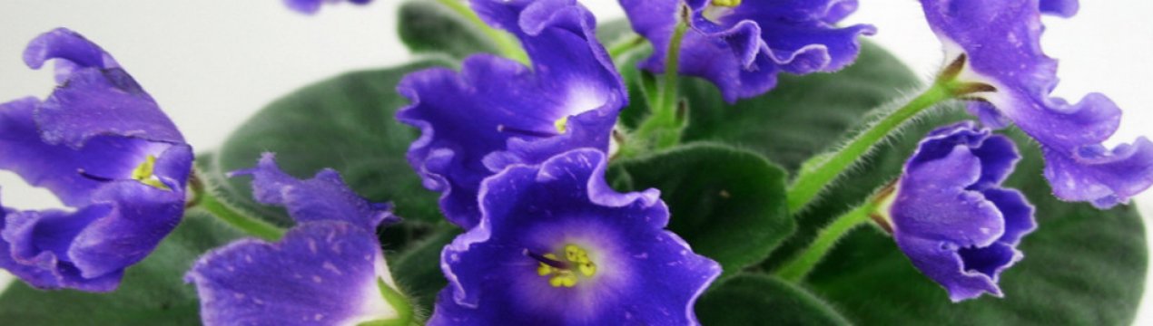 Фіалка DS-Сяючий Дзвіночок: особливості догляду в домашніх умовах