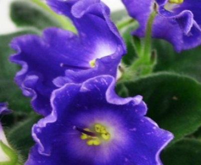 Фіалка DS-Сяючий Дзвіночок: особливості догляду в домашніх умовах
